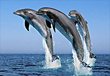 3-Dolphinns