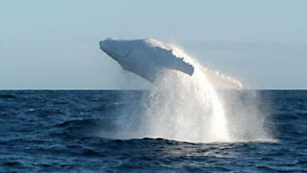 Migaloo-breaching-C