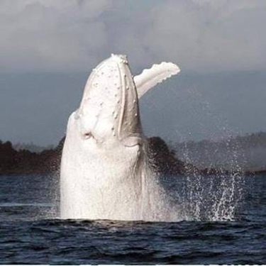 New-White-Whale---New-Zealand-C