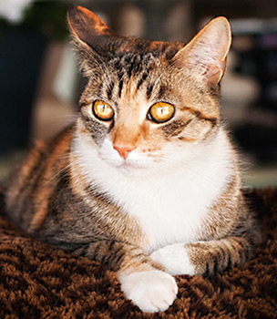 Puddah---ConsultationPage---Web-C2