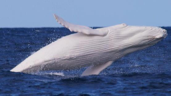 WHITE-WHALE-Equado-C