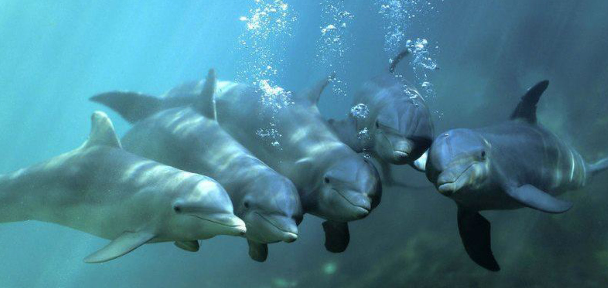 WHALE-and-Dolphin-Energy-Medicine